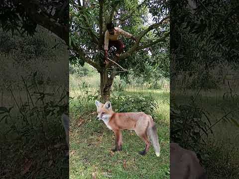 siyar catching #youtubeshorts #viral #shorts_ #trending #animal #jungle #siyar #jackal #deer
