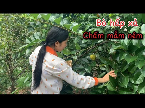 Hái Rau Ăn Bò Hấp Xả Vô Tình Lụm Được Trái Bình Bát Chín Cây Rụng Thơm Ơi Là Thơm - Em Gái Quê