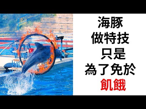 8個絕不再看海豚表演的理由 - YouTube