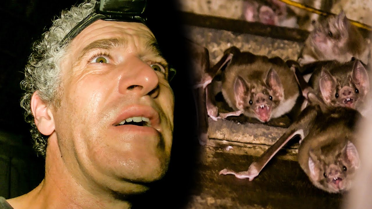 Vampire Bat Colony Found In Abandoned Hut The Dark: Nature's Nighttime World BBC Earth