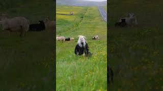 Mary had a little lamb
