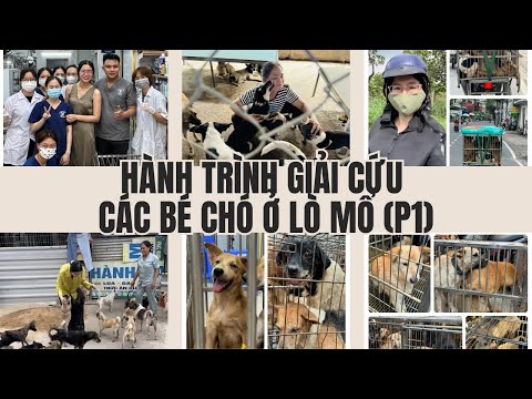 Hành trình giải cứu các bé chó ở lò mổ (P1)