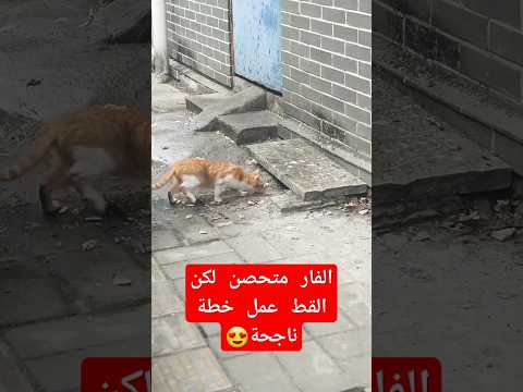 هجوم على هدف محصن وتم القضاء علية😍 #اكسبلور #دويتو #cat