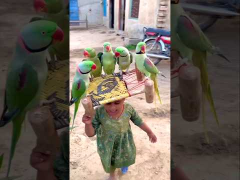 #parrots #talkingparot