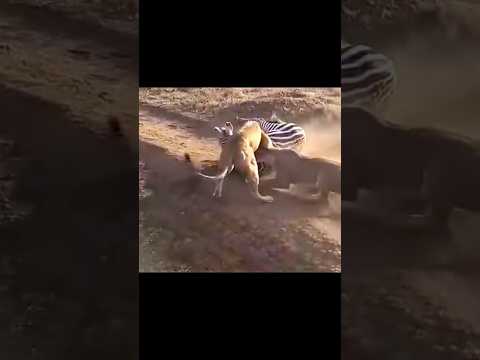 Two Lions launch a surprise attack on a zebra simba on WhatsApp status #thelionking#lion #shortsclip