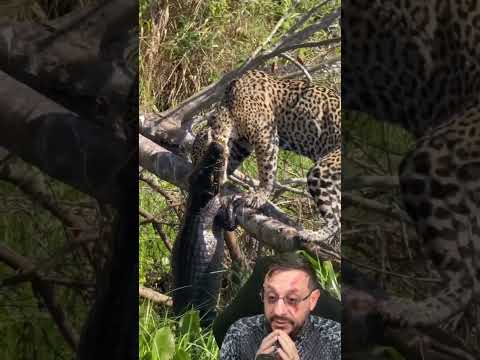 Registro impressionante Onça X Jacaré Biologo Henrique #animais #onça #curiosidades #shorts