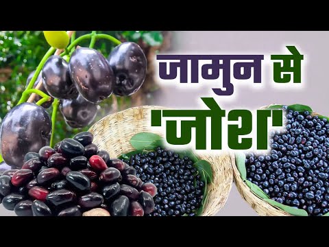 इन 4 लोगों के लिए वरदान से कम नहीं जामुन के बीज का पाउडर, यहां जानें फायदे और उपयोग का तरीका
