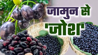 इन 4 लोगों के लिए वरदान से कम नहीं जामुन के बीज का पाउडर, यहां जानें फायदे और उपयोग का तरीका