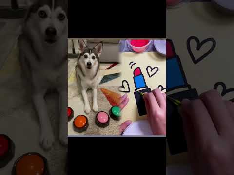 Ready or not? Come play hide and seek with me ๐ถ #dogs #smartdog #hideandseek #doglover #fyp