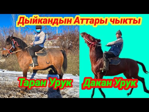 Дыйкандын Дакан,  Таран урук аттары чыкты тел : 0772230386