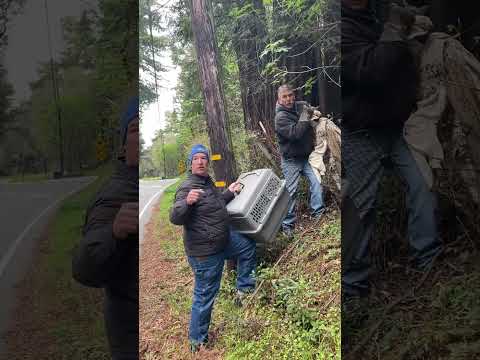 Things got a little western with this bobcat rescue #rescue #animals #wildliferescue