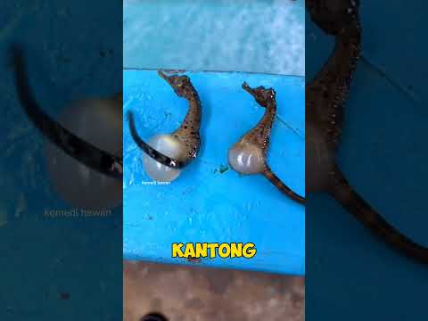 Kuda Laut Jantan Hamil & Lahirkan Ratusan Bayi di Peternakan China! #shorts