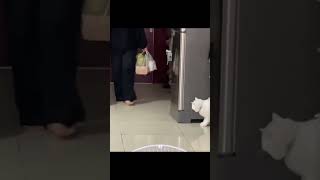 Bikin Kaget#shorts #funny#cat