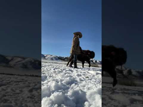 saddling my bison: part one