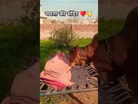 😲😱👏Jai gau Mata Jai shree Krishna ♥️ #trending #viralvideos #shorts #subscribe #foryou #youtube #yt