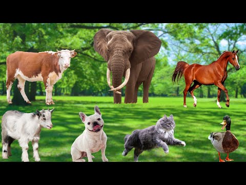 Compilation of Animal Moments - Horses, Cows, Elephants, Chickens, Goats, Ducks, Parrots, Dogs