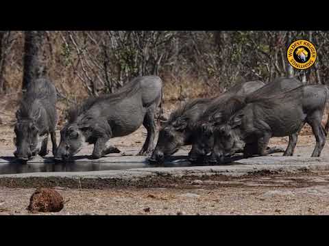 Warthogs Water Oasis: Beating The African Heat!