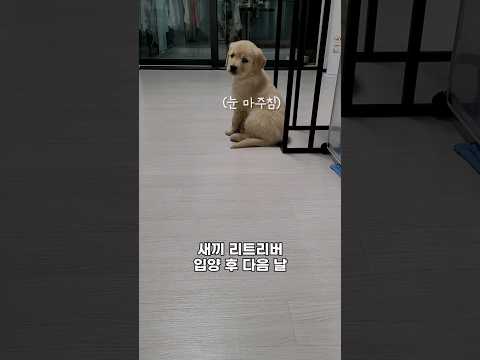 새끼 리트리버 입양 후 다음 날 #shorts