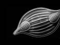 Smithsonian Natural History Insights