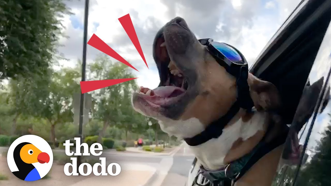 Rescue Pittie Screams Like A Person When He's Happy Pittie Nation