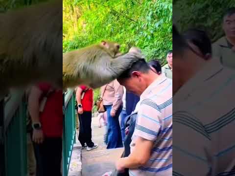 #animals  #pets  #monkey  #mascotas  #cute #funny  #otavalo  #colombia  #mexico #usa #ecuador