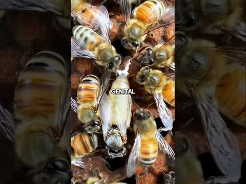 E essas ABELHAS que estavam limpando o T0BA da abelha rainha 😱 #abelhas #curioso #shorts