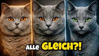 Blaue Katzen: BKH, Kartäuser oder Russisch Blau? Wo ist der Unterschied?