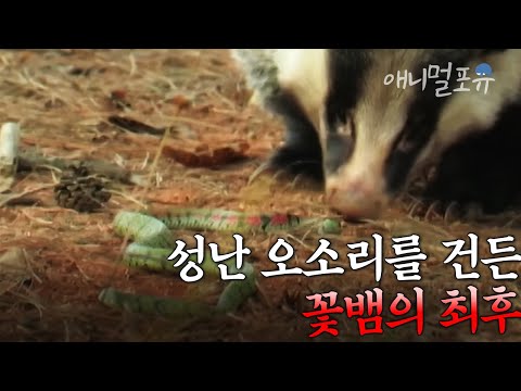 다혈질 오소리 앞발 한방에 기절한 독사 유혈목이의 최후 I KBS 환경스페셜 060524 방송