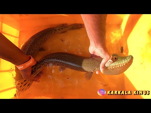 World's biggest alligator gar fish tank pond India Karnataka aquarium fish 🐊🐠 crocodile fish #fish