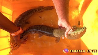 World's biggest alligator gar fish tank pond India Karnataka aquarium fish 🐊🐠 crocodile fish #fish