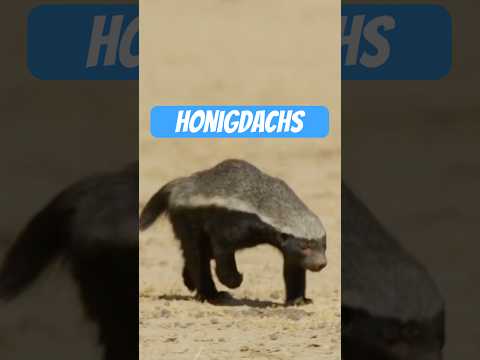 Honigdachs – Das gefährlichste Tier, das keiner ernst nimmt