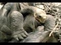 Exploring the Galapagos: Mysteries and Evolution
