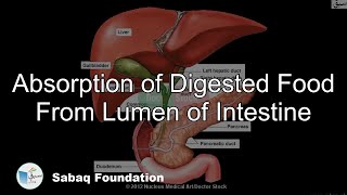 Absorption of Digested Food From Lumen of Intestine
