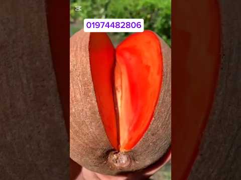 মাম্মি সাফেদা এক একটা ফলের ওজন ৩ কেজি চারার দাম 💸৮০০০ টাকা দাম