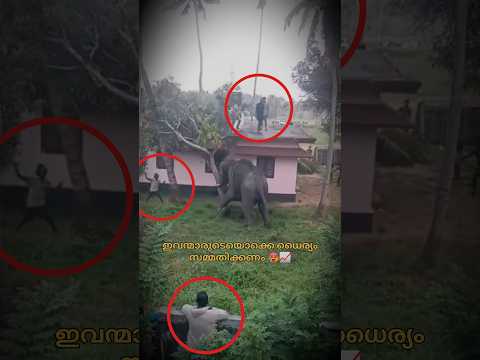 ആന ഇടഞ്ഞു ഉണ്ടായ അപകടം 🥵📈 #shorts #trending #edit #aana #fyp #viral