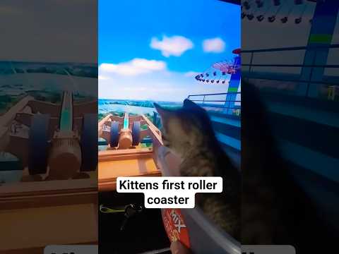 kitten coaster #shorts #short #funny #cat #cats #catlovers #kitten #kitty #kittens #trending #viral