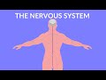 Exploring the Nervous System for Kids