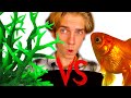 Saltwater vs Freshwater Tanks