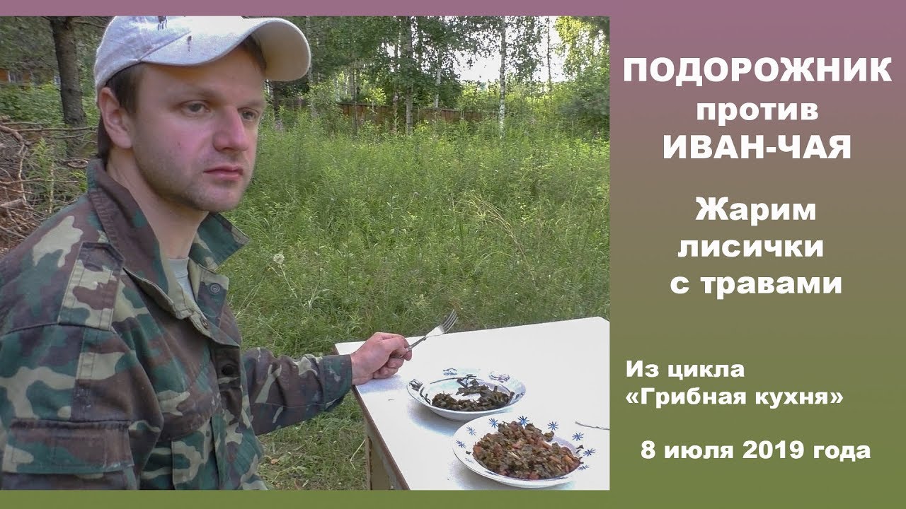 Подорожник против иван-чая. Жарим лисички с дикими травами