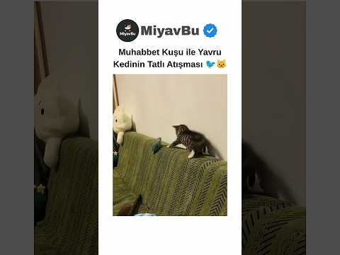 Muhabbet Kuşu VS Yavru Kedi 🐦🐱