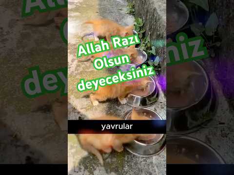 🐾 Sevgiyle Büyüyen Yavru Kediler! 💕 Bir Adamın Dokunaklı Hikayesi