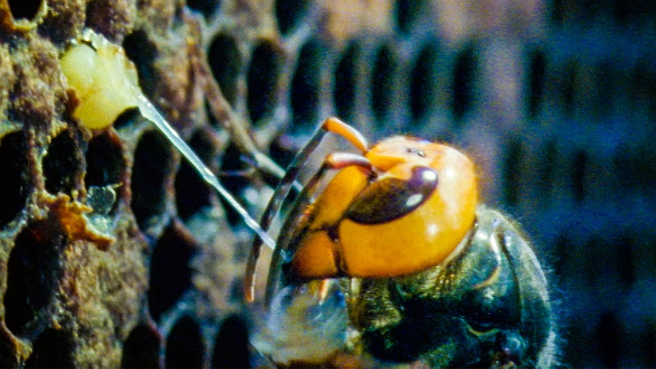 Giant Hornets Massacre European Bees Buddha Bees and The Giant Hornet Queen BBC Earth