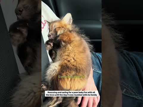 Rescuing and caring for an injured baby fox until it reunited with its family #fox #rescue #cute