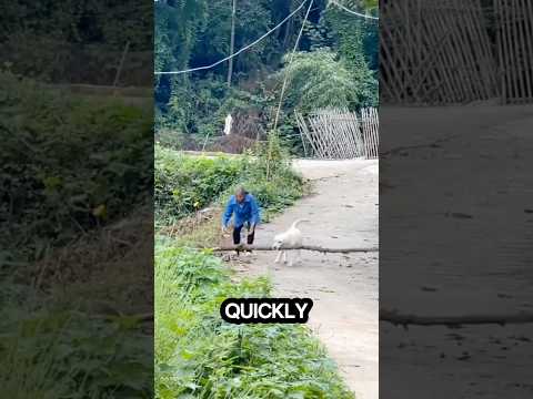 The agility of this dog in helping the grandmother