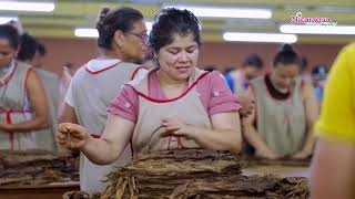 Como se elabora un puro