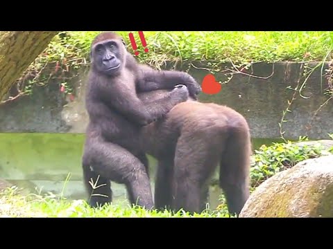 When Jabali gets nervous, he runs to his mom for protection💥❤️呷百二緊張時會跑去找媽媽保護