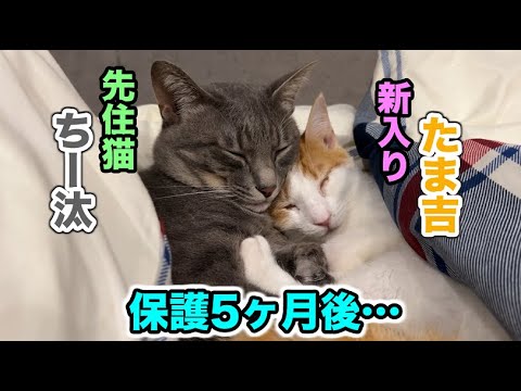 迷い猫を保護して５ヶ月後…