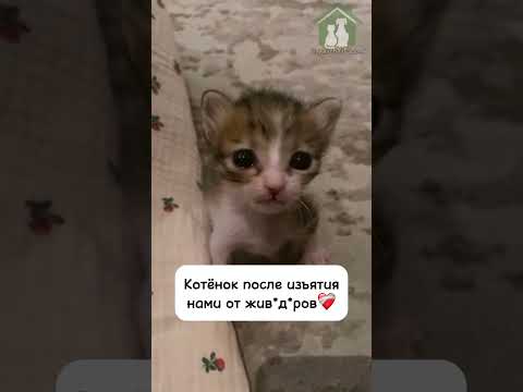 Он плакал, когда мы его нашли 💔😭 #помощьбездомным #мем #животные