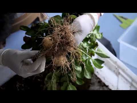 YouTube video thumbnail: Evolutionary Origins of Potato Revealed - and a Tomato Was Involved