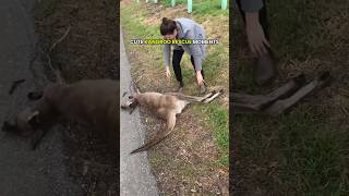 Heartwarming Kangaroo Rescue Moments 🦘❤️
